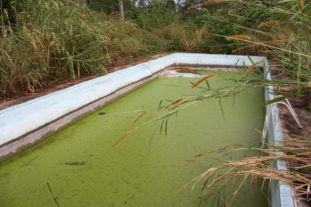 Pool in Nyankunde Pool in Nyankunde